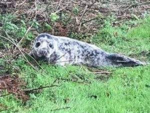 Преодолел 30 километров: британка нашла в саду детеныша тюленя  