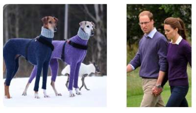 Собаки в стильных свитерах стали звездами новых мемов