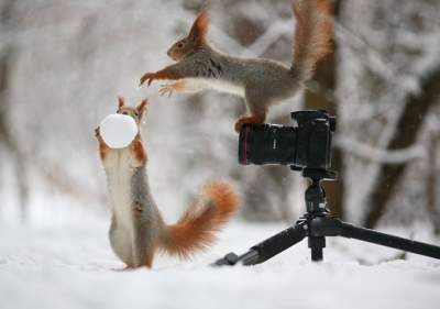 Игривые белки стали героями оригинального фотопроекта. Фото