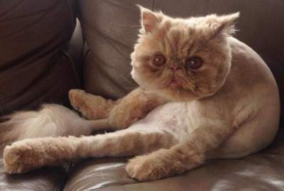 Сеть покорил персидский кот со стильной прической
