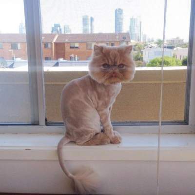 Сеть покорил персидский кот со стильной прической