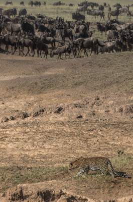 Зрелищная миграция африканских антилоп. Фото