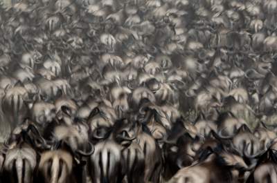 Зрелищная миграция африканских антилоп. Фото