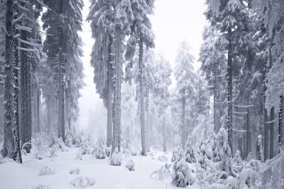 Заснеженные горные леса в объективе немецкого фотографа. Фото