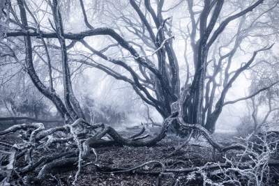 Заснеженные горные леса в объективе немецкого фотографа. Фото