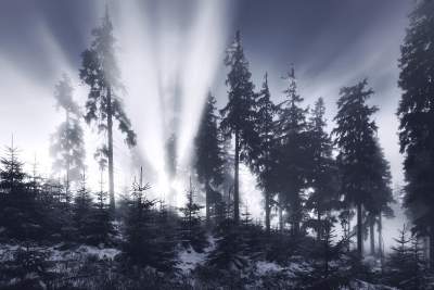 Заснеженные горные леса в объективе немецкого фотографа. Фото