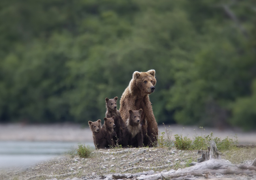 Милейшие мамы-медведицы учат медвежат уму-разуму