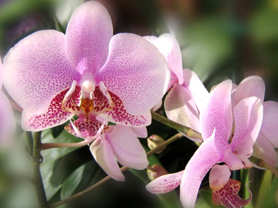 В Шри-Ланке россияне, незаконно собиравшие орхидеи, покусали чиновника