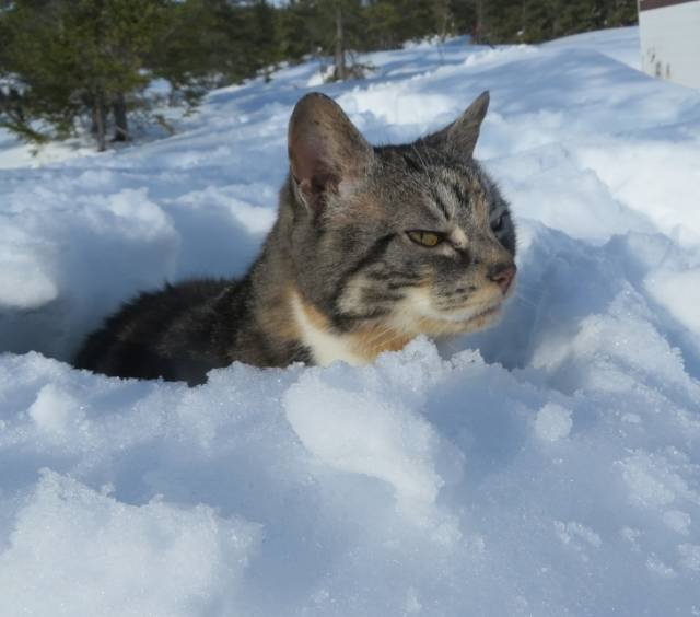 Трудности взаимоотношений кошек со снегом