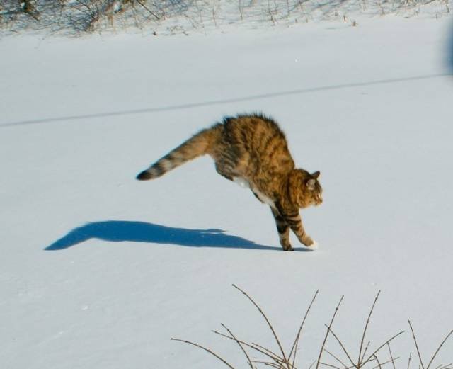 Трудности взаимоотношений кошек со снегом