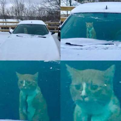 Прикольные фотки кошек, которым не по душе зима