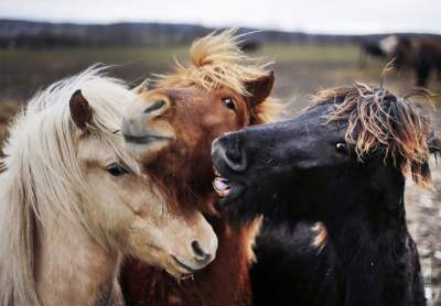 Лучшие снимки животных по версии Associated Press. Фото 