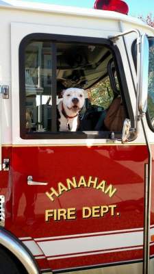 Сеть покорил щенок, ставший самым настоящим пожарным 