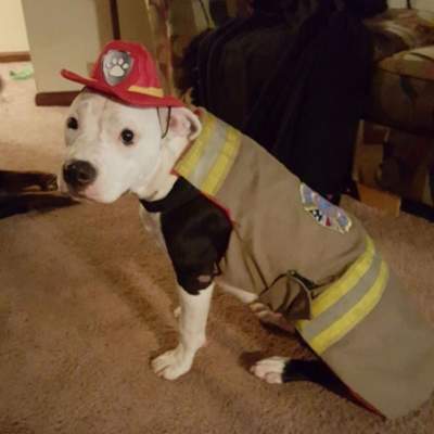 Сеть покорил щенок, ставший самым настоящим пожарным 