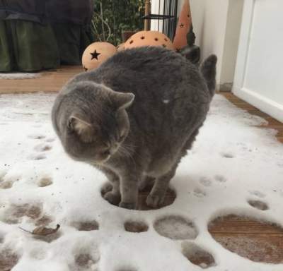 Забавная реакция котов на снег