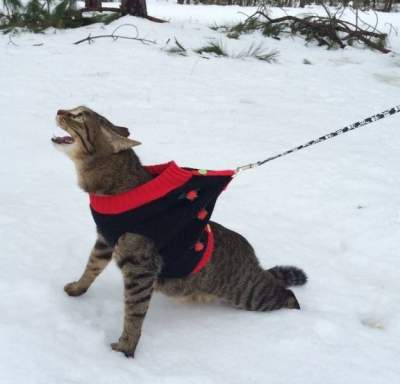 Забавная реакция котов на снег