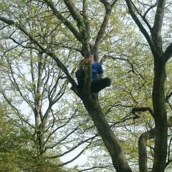Грабитель банка четыре часа прятался от полиции на дереве
