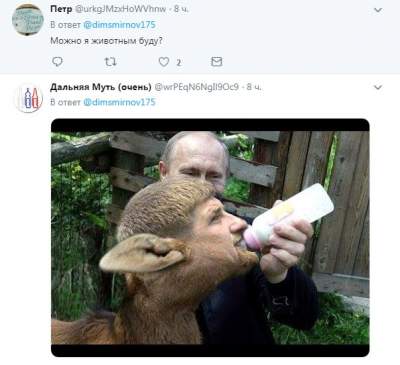 Пиар Путина на котиках высмеяли в соцсетях