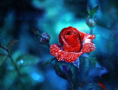 Красота цветов в объективе польской художницы. Фото