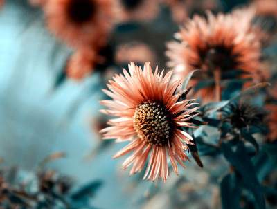 Красота цветов в объективе польской художницы. Фото