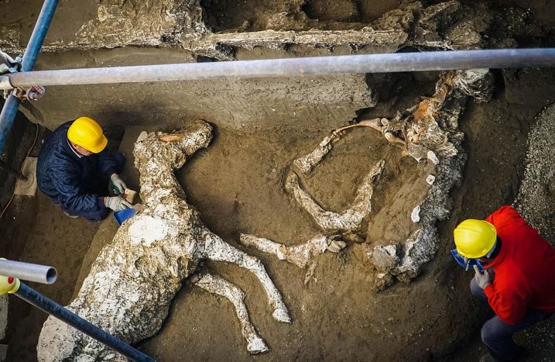В Помпеях нашли боевого коня времен извержения Везувия