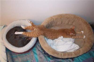 Прикольные коты, которым без разницы, где спать