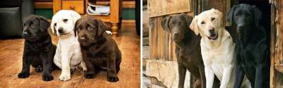 До и после: люди поделились фотками повзрослевших собак