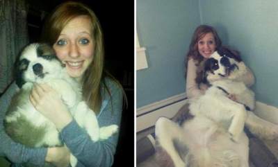 До и после: люди поделились фотками повзрослевших собак