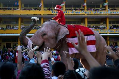 В Таиланде слоны в образе Санта Клаусов поздравили детвору