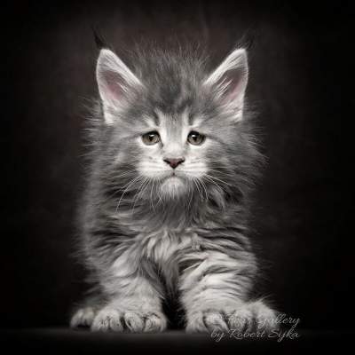 Величественные кошки породы мейн-кун. Фото