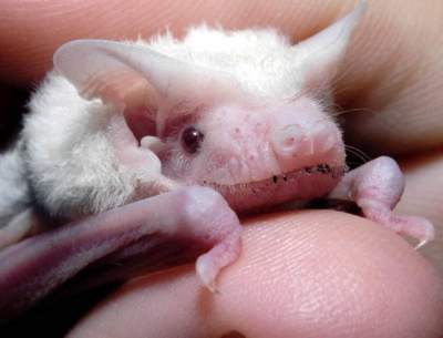 Удивительные альбиносы в животном мире. Фото