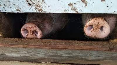 Свиньи, сумевшие прославиться на весь мир. Фото