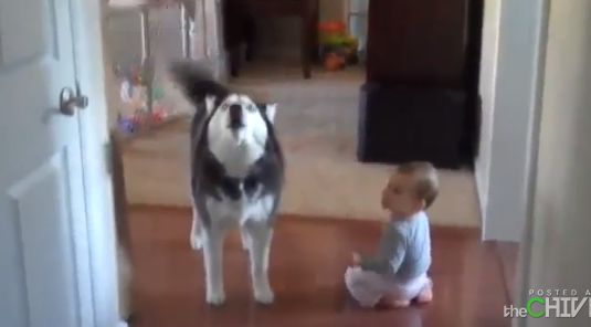 Дружеская беседа собаки с маленьким мальчиком стала хитом в интернете