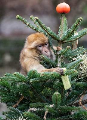В берлинском зоопарке животные лакомились елками. Фото