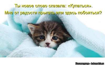 Потешные коты, умеющие дарить позитив