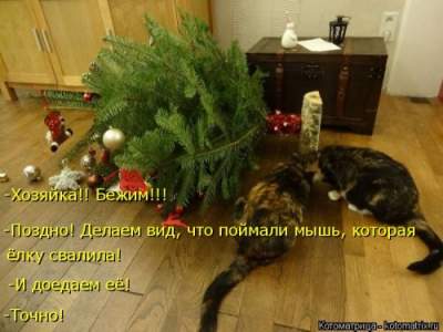 Потешные коты, умеющие дарить позитив