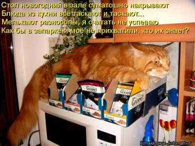 Потешные коты, умеющие дарить позитив