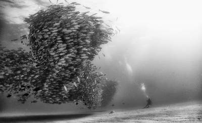Морские глубины в черно-белых пейзажах. Фото