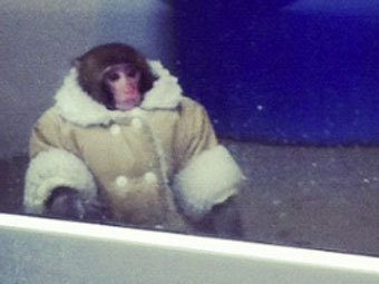 Канадскую IKEA посетила обезьяна в пальто