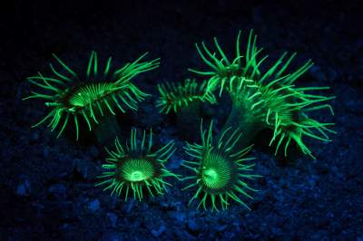 Светящиеся морские обитатели в ярких снимках. Фото