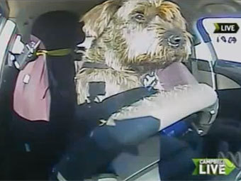 Бездомные псы сдали экзамен по вождению