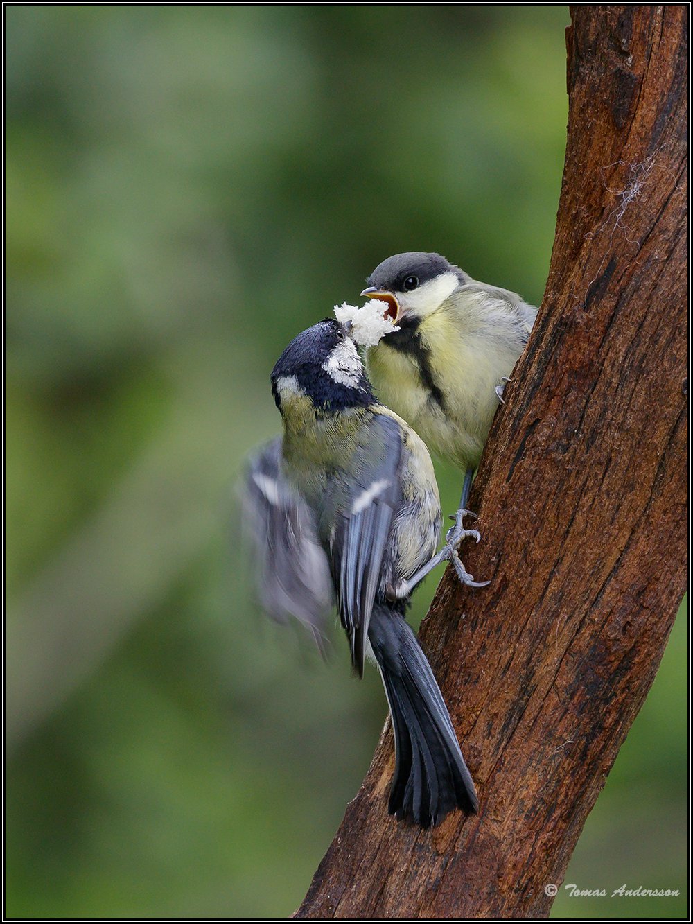Красивые птицы Швеции на снимках Томаса Андерссона