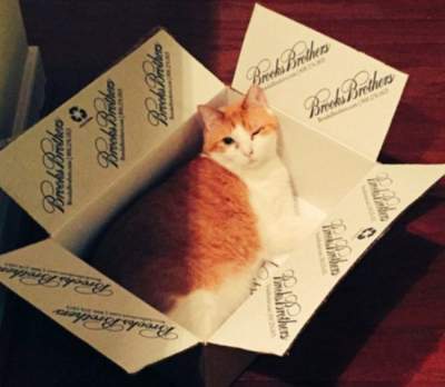 Любовь котов к коробкам в веселых фотках
