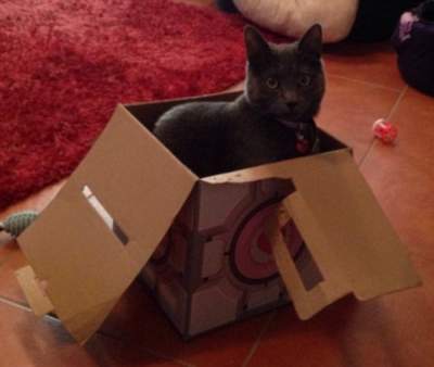 Любовь котов к коробкам в веселых фотках