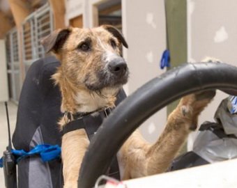 В Новой Зеландии два пса успешно сдали экзамен по вождению