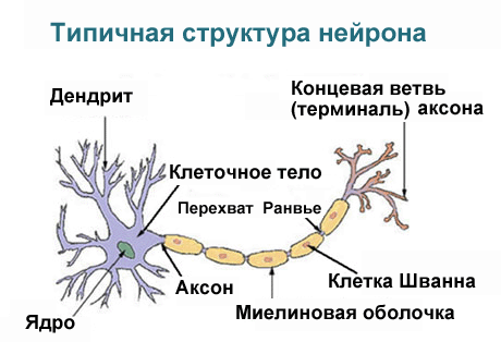 Ученные разрабатывают новые методы лечения  рассеянного склероза