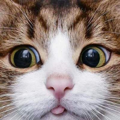 Забавные фотки, подтверждающие, что кошки – милейшие создания на планете