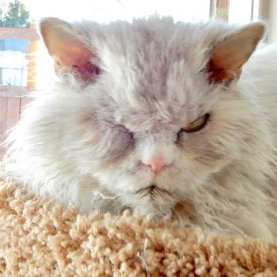 Злой кот влюбил в себя десятки тысяч пользователей Instagram