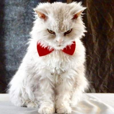 Злой кот влюбил в себя десятки тысяч пользователей Instagram