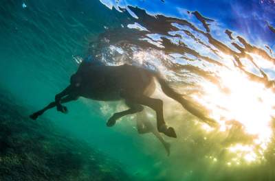 Плавающие животные в ярких снимках. Фото